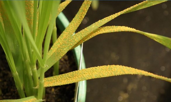 A young pot-grown wheat plant showing severe yellow rust symptoms.